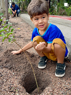 Reflorestamento Amazônia